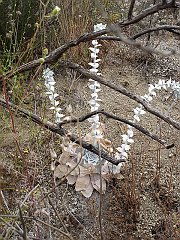 dudleya pulverulenta